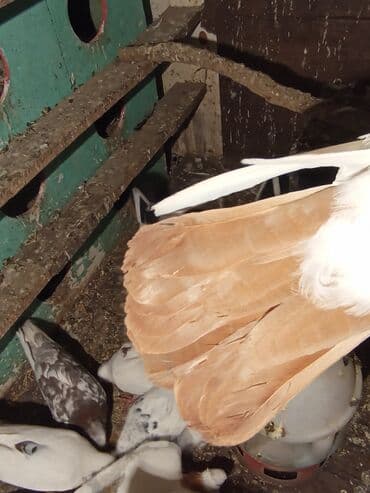 ucuz göyərçinlər: Qırmızı boyun qırmızı quyruq 2 eded ikisidə qızğın erkek,Sarı boyun — 6