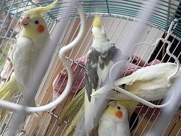 tutuquş: Nimfa (cockatiel) papağanları – müxtəlif rəng çalarlarında - Növ — 2