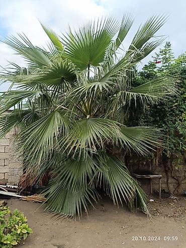 Məhsul: Dekorativ xurma palmiyesi (fan formalı yarpaqlı) Təsvir: -