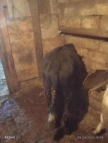 tap az xaski: Satılır: qara rəngli dana - Növ: iri buynuzlu heyvan, dana - Rəng — 1