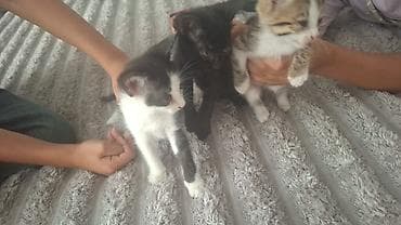 it balaları: Tabbi, Dişi, Yaxşı əllərə, Ünvandan götürmə — 2