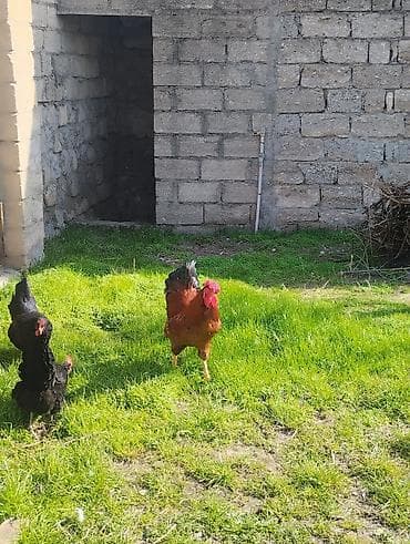 Atlar: Təsvir: - Qırmızı-qara rəngli, iri daraqlı və quyruğu parlaq tüklü — 4