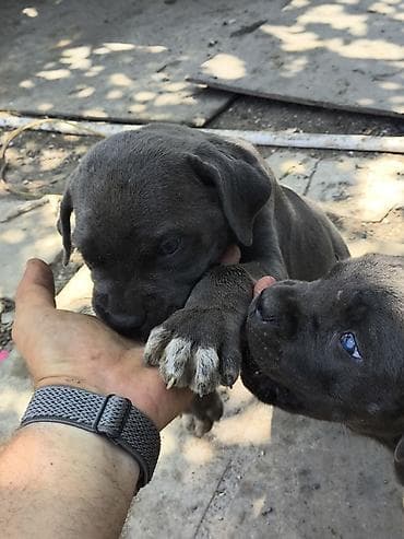 dogo argentin: Kane-Korso, 2 ay, Dişi, Peyvəndli, Pulsuz çatdırılma — 4