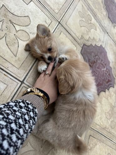 balaca it ucuz: Pekines, 2 ay, Peyvəndli — 4