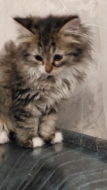 pişik həkimi: Tabbi, Dişi, Yaxşı əllərə — 2