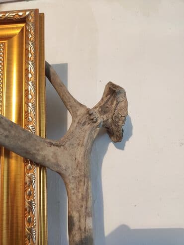 İşıqlandırma: Təbii Maral buynuzu satılır — 2