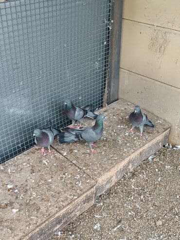 dəvəquşu yumurtası qiyməti: Şəkillərin hamısına baxın. hər cinsdə quşlar satılır . qiymət biri — 4