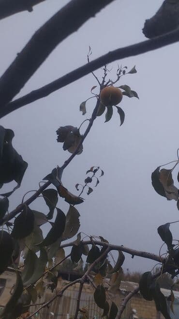 Duş üçün kranlar: Mətbəx çanağı, Şkafsız — 4