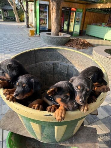 dişi quzu: Rotveyler, 2 ay, Dişi, Peyvəndli, Ünvandan götürmə — 10