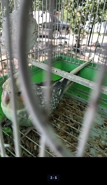 quslar type 1: Nymph paraketləri (Cockatiel) – cütlüklə - Növ: Nymphicus hollandicus — 4