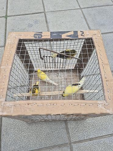 qartal sekilleri cekmek: 4 eded erkey — 3