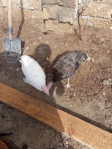 hind guşu: Məhsul: Hind quşları (2 ədəd) Təsvir: - Şəkillərdə olan 2 baş gənc — 3