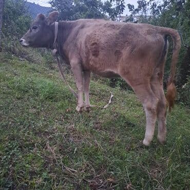 toyuq ucun yem qablari: Salam öz inəyimdi yanındada balası bir yerdə satılır alverci deyiləm — 8