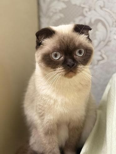 pişik ucun ev: Şotland — 2