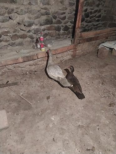 Ördəklər: 2 side xoruzdur lavanda 9 aylx dr krasnadar okuz 5 aylx qiymet cutne — 5