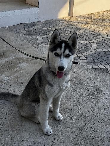 Xaski, 5 ay, Dişi