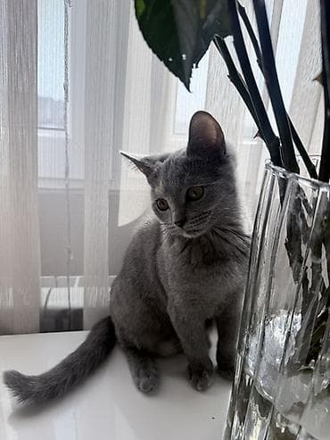 Птицы: Britan pisik balalari (dişi)19.10.2025 — 4