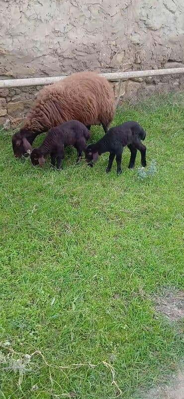 qurbanlıq qoyun: Qoyun və 2 quzu dəsti - Ana qoyun: qəhvəyi yunlu, uzunqulaq, yerli — 3