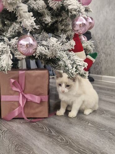 qold pişik: Siam, Erkək, Yaxşı əllərə, Pulsuz çatdırılma, Ödənişli çatdırılma — 6