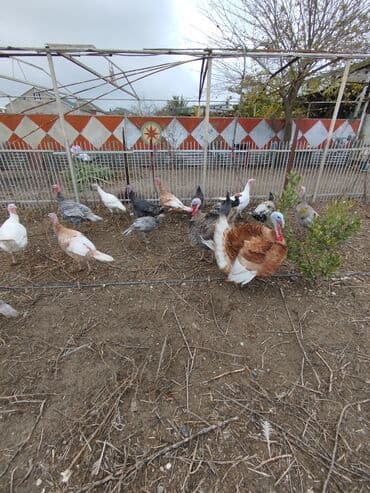 ucuz bala pişiklər: Erkək, Damazlıq — 7