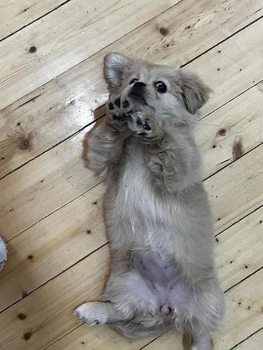 Cins: kiçik ölçülü dekorativ it balası Rəng: açıq krem/bej Yun