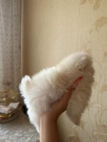 Şpitz, 2 ay, Dişi, Ünvandan götürmə