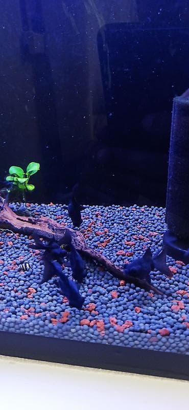 akvarium silikon: Teleskop balığı, Sülhsevər — 4