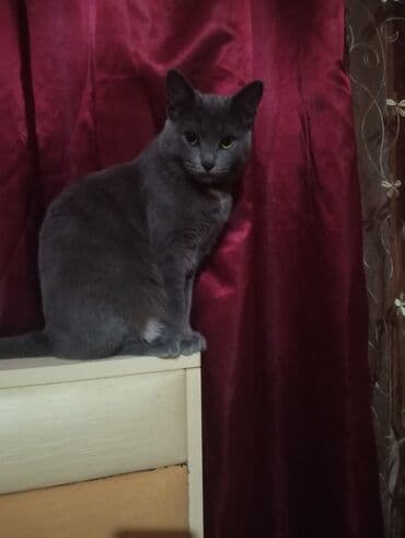 продам котенка британца: Британская, Самка, В добрые руки, Самовывоз — 3