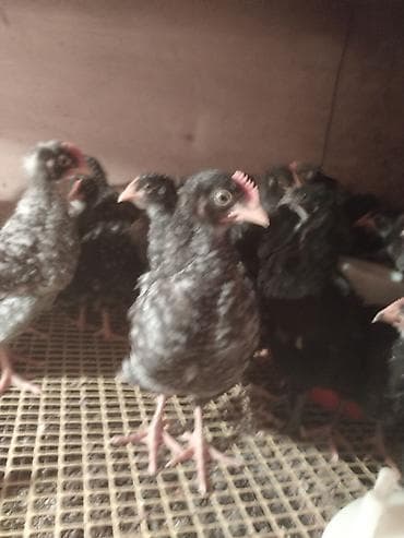 serebrist toyuqlar satılır: Toyuq cücələri, Ətlik — 2