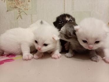 Pişiklər: Sevimli pişik balaları - Bir neçə yeni doğulmuş pişik balası — 4