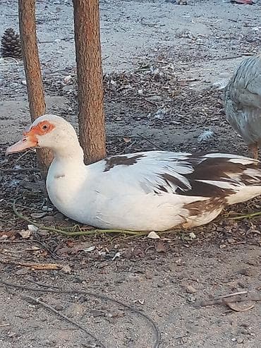 it sekil: Satılır: hind ördəyi (Muscovy duck) - Rənglər: ağ-qəhvəyi, qara-ağ və — 3