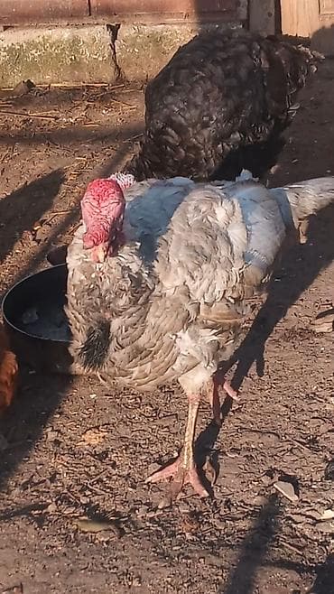 goyercin damı: Erkək, Damazlıq — 4