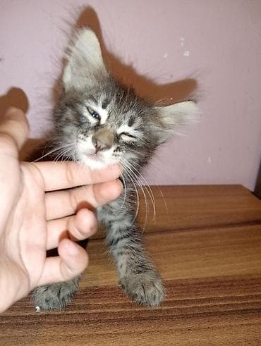 pişik satışı bakı: Dişi, Yaxşı əllərə, Ünvandan götürmə — 4