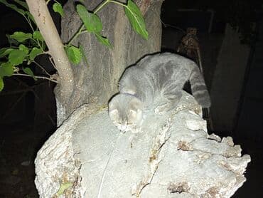 pişik üçün daraq: Şotland yastı qulaq, Dişi, Yaxşı əllərə, Ödənişli çatdırılma — 3