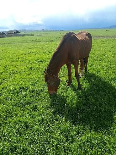 ətlik inək cinsləri: Qəhvəyi rəngli at – kənd təsərrüfatı və minik üçün - Cins: yerli — 3