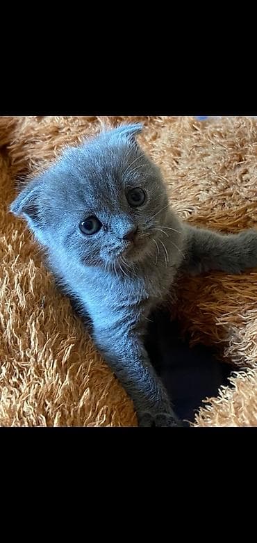 Sabirabada pşiy satlır 200azın