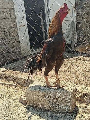 Heyvan şeytan pipikdi real alıcı üçün qiymətdə endirim olacaq lalafo.az -da Heyvan şeytan pipikdi real alıcı üçün qiymətdə endirim olacaq