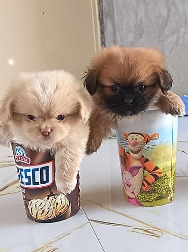 haski itleri: Pekines, 1 ay, Erkək, Ünvandan götürmə — 1
