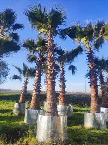 Palmalar satilir 2000nen3000manatacqeder