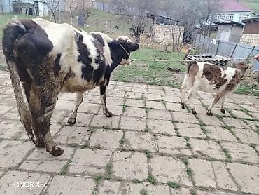 Gəmiricilər: Simental tipli inək və buzov dəsti - Ana inək: qara-ağ rəngli, böyük — 1