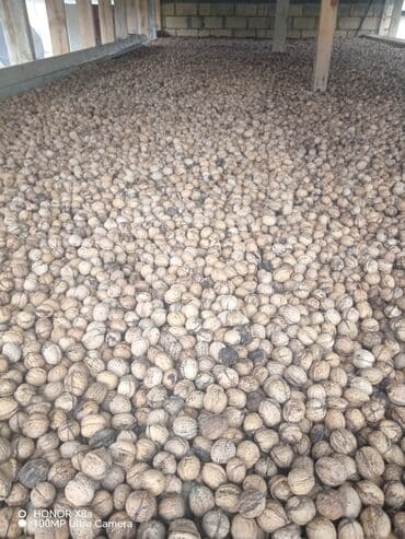 findiq ləpəsi: Qoz satılır bu ilin qizuda 200 250 kilo olar ama hamısın birliydə — 4