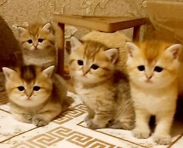 pisik esyalari: Britan, Erkək, Yaxşı əllərə, Ünvandan götürmə — 1