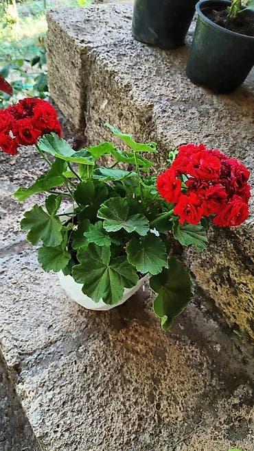роза гул: Saksıda “Impatiens” (balzam/yenibahar) dekorativ çiçək bitkisi - Növ — 5