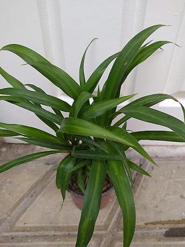 Ev və bağ: Otaq bitkiləri dəsti - Monstera deliciosa (dərin yarıqlı iri yaşıl — 10
