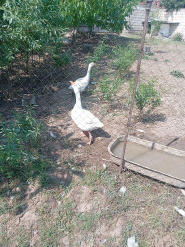 lal ördek satışı: Ördəklər — 1