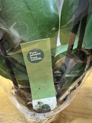 orxideya gülünün qiyməti: Orxideya gülü (Phalaenopsis) – iki saplı, açıq-çəhrayı çiçəklərlə - — 5