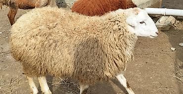 Erkek toğlu tam sağlamdir.Damazliq uçun eladi