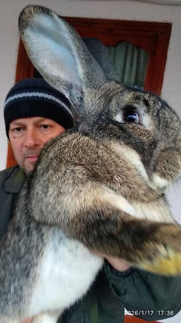 FLANDR (Belçika nəhəngi) – İri ölçü, yüksək gəlir! Təmiz qanlı Flandr