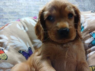 ingilis setteri it cinsi: Koker spaniyel — 1