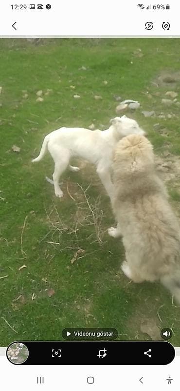 Quşlar: 3 ay, Erkek, Peyvəndli — 1